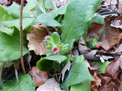 2015-12-27 Pulmonaria rubra.jpg