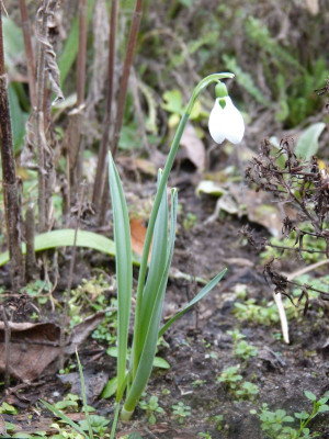 2015-12-27 Galanthus elwesii 1.jpg