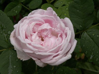 Jeanne-Masson.jpg