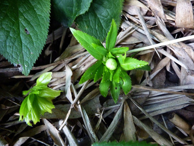 white occidentalis.jpg