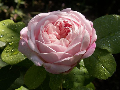 Mme-Jules-Finger.jpg