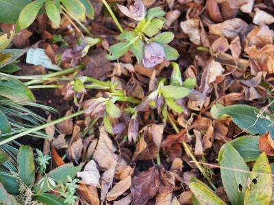 BlueAnemone1_28.12.2015.jpg