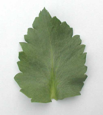 Mohn-Blatt_WEB.jpg