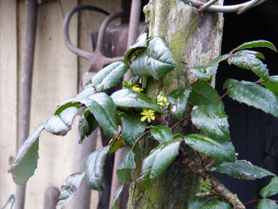2015-12-28 Mahonia aquifolium.jpg