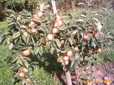 2006_0817Bild0010.JPG