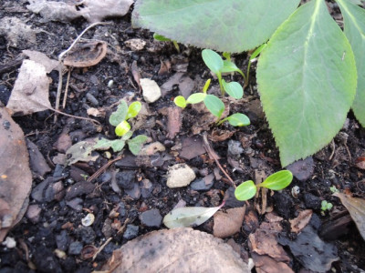 DSCN8891_1096.JPG