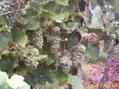 2006_0822Bild0013.JPG