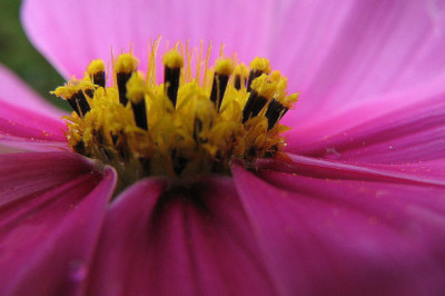 Cosmos_2.jpg
