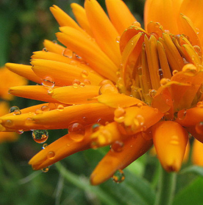 Ringelblume_1.jpg