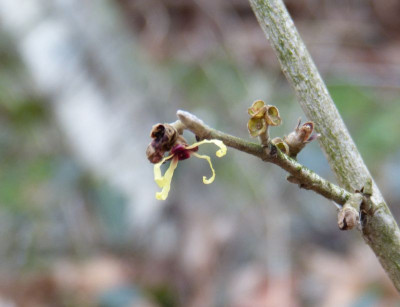 2015-12-29 Hamamelis 'FZ'.jpg