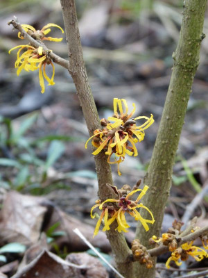 2015-12-29 Hamamelis 'Harry'.jpg