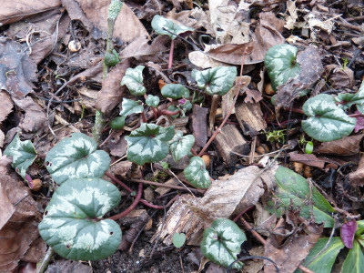 2015-12-29 Cyclamen coum 1.jpg