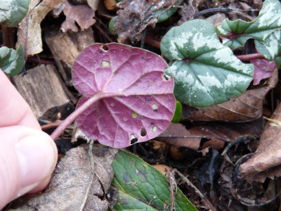 2015-12-29 Cyclamen coum 2.jpg