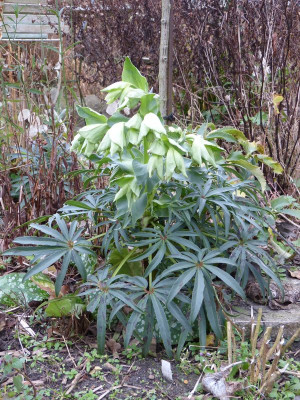 2015-12-29 Helleborus foetidus.jpg