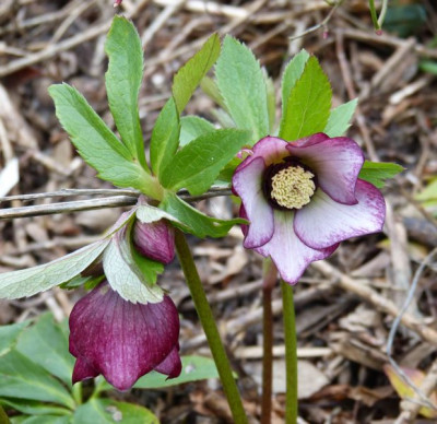 2015-12-29 Helleborus 'Roter Januar'.jpg