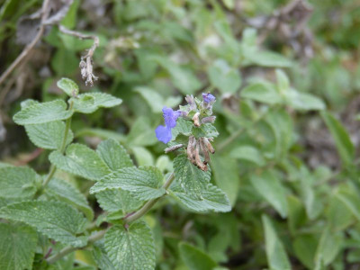 2015-12-29 Nepeta.jpg