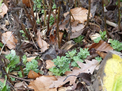 2015-12-29 Chrysanthemum.jpg