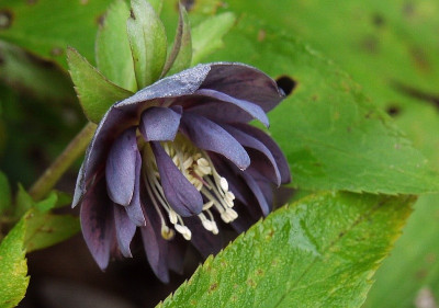 double slatey blue.jpg