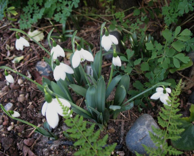 'Godfrey Owen'  ...  29.12.15 019.jpg