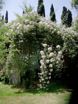 Ninfa-4.jpg