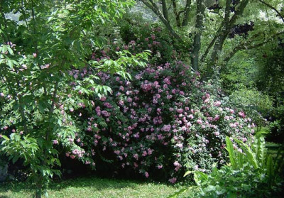 Ninfa-5.jpg