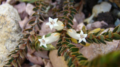 Leucopogon fraseri Blüte.png