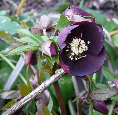 helleborus_dunkelrot_2015-12-27_512.jpg