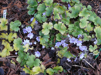 hepatica_transsilvanica_2015-12-27_517.jpg