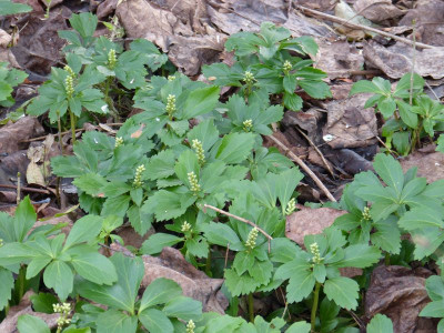 2015-12-27 Pachysandra terminalis.jpg