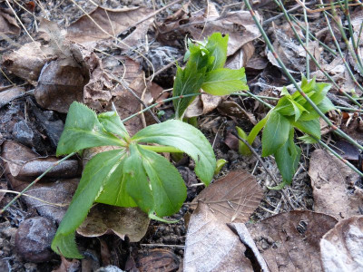 2015-12-31 Helleborus liguricus.jpg