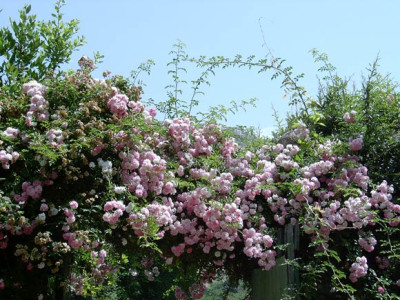 Ninfa-21.jpg