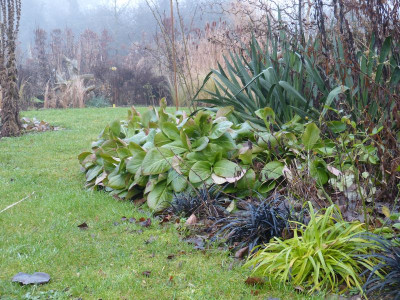 2016-01-01 Gartenimpressionen 1.jpg