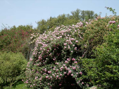 Ninfa-22.jpg
