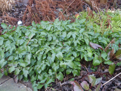 2016-01-01 Epimedium 'Frohnleiten'.jpg