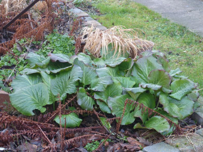 2016-01-01 Bergenia.jpg