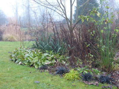2016-01-01 Bergenia 2.jpg