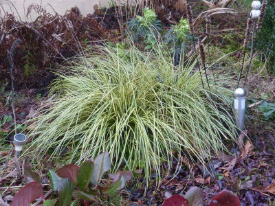 2016-01-01 Carex.jpg