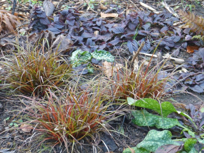 2016-01-01 Ajuga.jpg