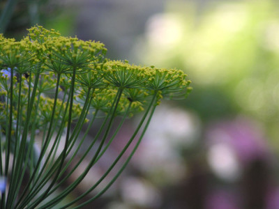 a_dill.jpg