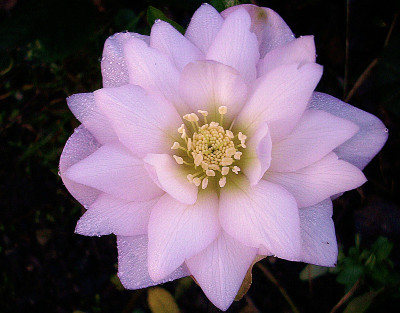 cotton candy 15.jpg