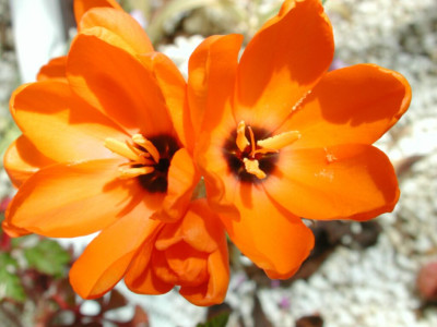 Ixia_dubia.jpg