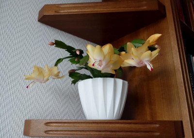 Outono Brazil - 2. Blüte 2.1.2016.jpg