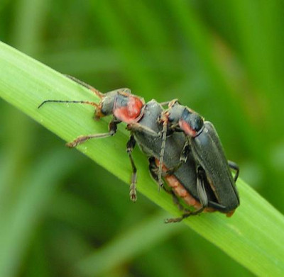 Cantharis_fusca_-_Gemeiner_Weichkaefer_02.jpg