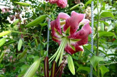 2013 rosen + lilien 071.jpg