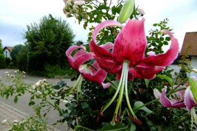 DSCF1514.JPG