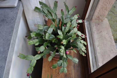Schlumbergera mit Früchten 1.jpg