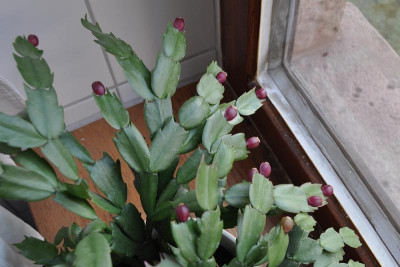 Schlumbergera mit Früchten 2.jpg
