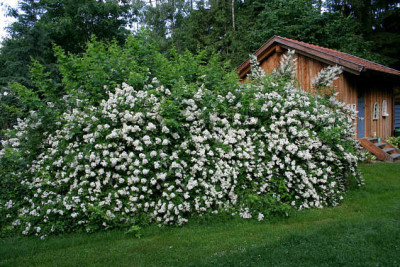 Multiflora0407.jpg