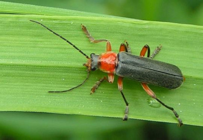 Cantharis_spec_-_Weichkkaefer_01.jpg