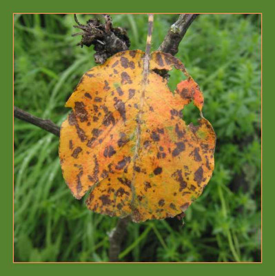 BLATT_DI_2908_R.jpg